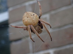 Hortophora
