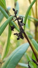 Logania linifolia