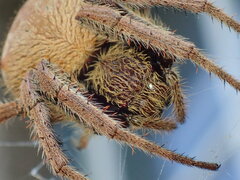 Hortophora