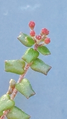 Leionema hillebrandii