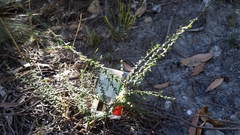 Leionema hillebrandii