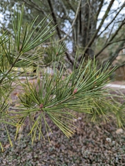 Pinus bungeana