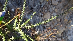 Leionema hillebrandii