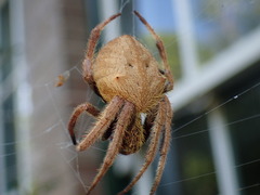 Hortophora