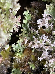 Cladonia squamosa