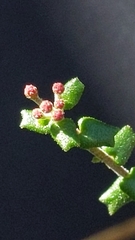 Leionema hillebrandii