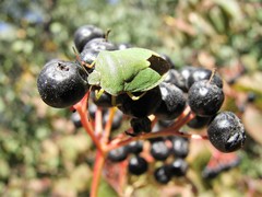 Palomena viridissima
