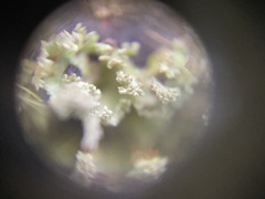 Cladonia squamosa