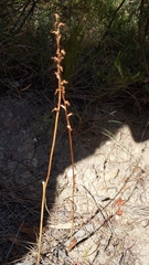 Prasophyllum