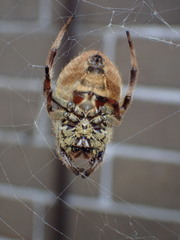 Hortophora