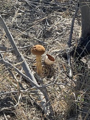 Battarrea phalloides