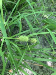 Carex squarrosa