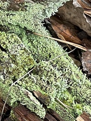 Cladonia squamosa
