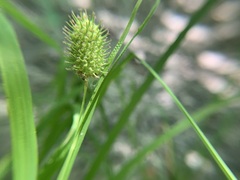 Carex squarrosa