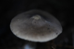 Melanoleuca melaleuca
