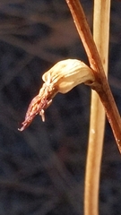 Prasophyllum