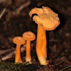 Craterellus