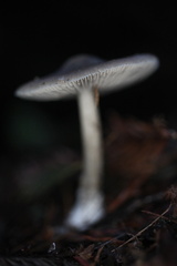 Melanoleuca melaleuca