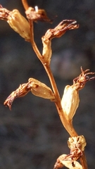 Prasophyllum