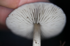 Melanoleuca melaleuca