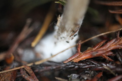Melanoleuca melaleuca