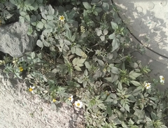 Bidens odorata