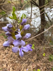 Duranta