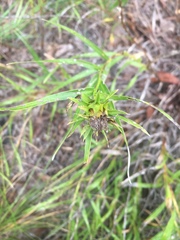 Liatris compacta