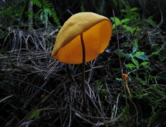 Hymenogloea papyracea
