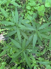 Amsonia