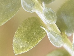 Selaginella apoda