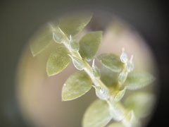 Selaginella apoda