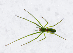 Tetragnatha viridis