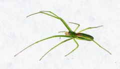 Tetragnatha viridis