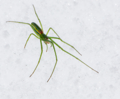Tetragnatha viridis