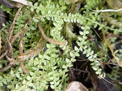 Selaginella apoda