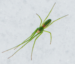 Tetragnatha viridis