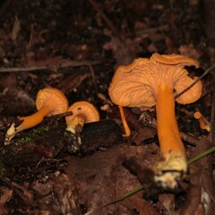 Craterellus