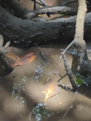 Periophthalmus argentilineatus