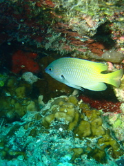 Pomacentrus nigromarginatus
