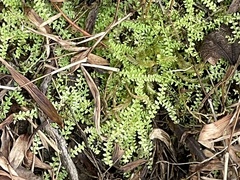 Selaginella apoda