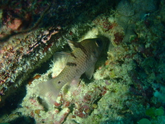 Pristicon trimaculatus
