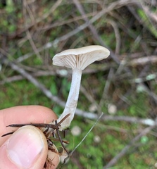 Clitocybe deceptiva