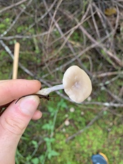 Clitocybe deceptiva
