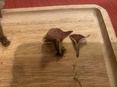 Clitocybe deceptiva