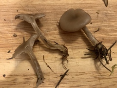 Clitocybe deceptiva
