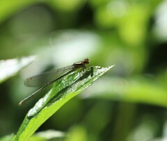 Pseudagrion ignifer