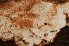 Fuscopostia leucomallella