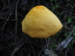 Hymenogloea papyracea