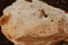 Fuscopostia leucomallella
